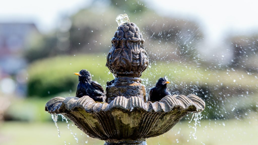 outdoor fountains and birds