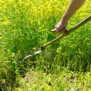 Weeding tall grass with Scythe Grass Cutter